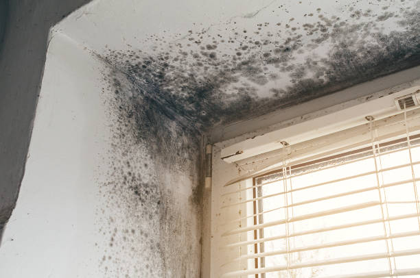 Trusted Crawl Space Mold Removal service in Danvers, MA - Cheap Mold Removal