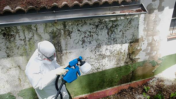 Trusted Mold Removal service in Danvers, MA - Cheap Mold Removal